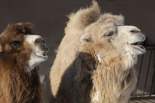 Closeup of two funny camel heads on dark background