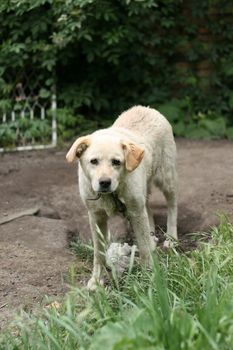 dog in his backyard, waiting