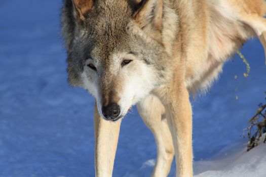 Fun scene with urinating gray wolf on winter background