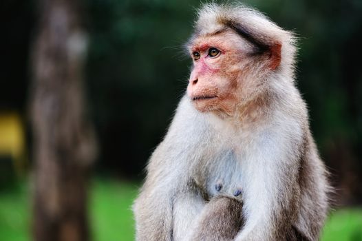 Pensive monkey sits quietly among the trees