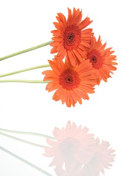 Gerber flowers isolated on white background.