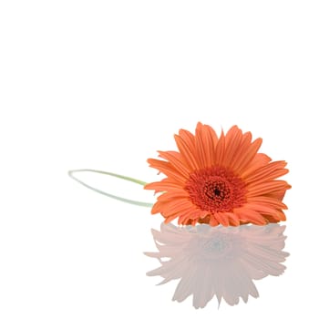 Gerber flower with reflection isolated on white background.