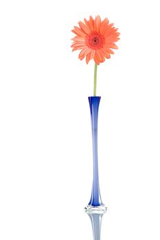 Gerber flower in a blue jar, isolated on white background.