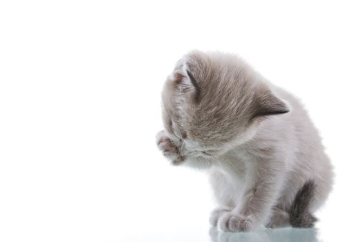 Baby kitten grooming. Studio shot. Isolated on white background.