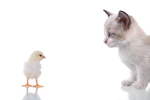 Baby kitten and chick staring at each other. Isolated on white. Studio shot.