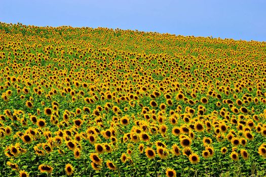 A field of sunflowers, in the south of France.