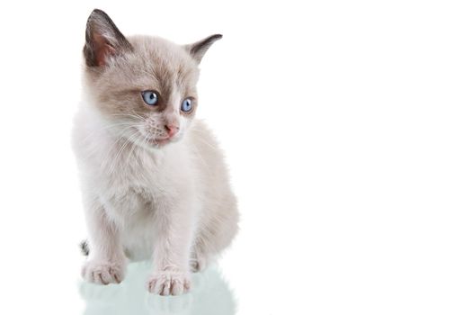 Adorable baby kitten sitting isolated on white background.