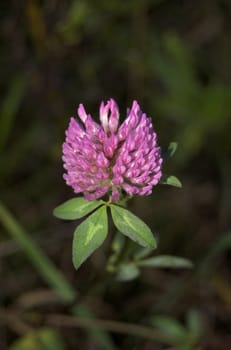 A macro image of a clover flover
