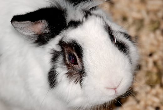 A close-up of a rabbit looking up morosely at you
