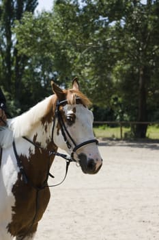 white and brown horse during horse jumping contest