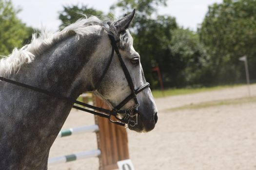 head of a grey horse during horse jumping contest