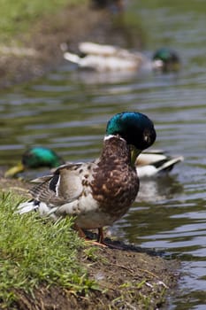 duck standing on the riverside near lake