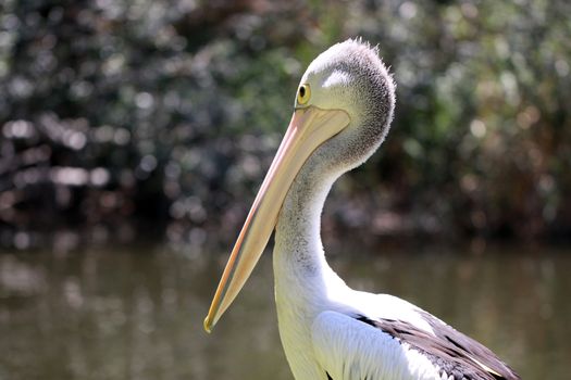 Australian Pelican - Pelecanus Conspicillatus - along the River Torrens, Adelaide, Australia