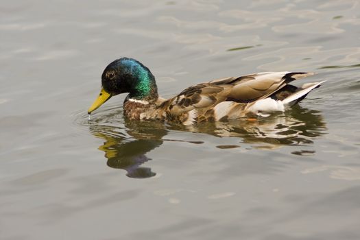 close up of a swimmin duck on the lake