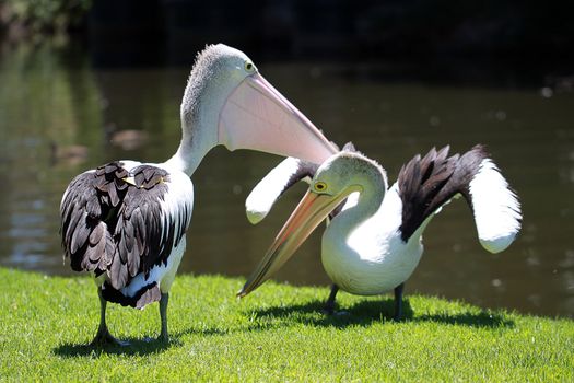 Two Australian Pelicans (Pelecanus Conspicillatus) fighting for Territory along the River Torrens, Adelaide, Australia