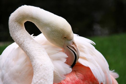 Greater Flamingo grooming - Phoenicopterus ruber roseus.  This is the oldest known Greater Flamingo according to Wikipedia (located at Adelaide Zoo, Australia).