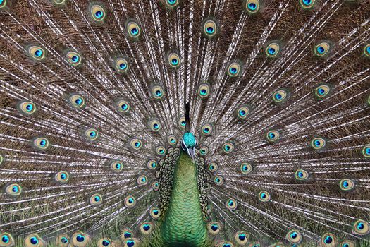 Male Green Peafowl (Peacock) - Pavo muticus - from Southeast Asia. Endangered Species