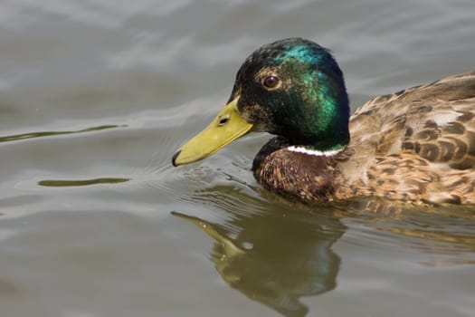 close up of a head of duck swimming on the lake