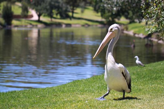 Australian Pelican - Pelecanus Conspicillatus - along the River Torrens, Adelaide, Australia