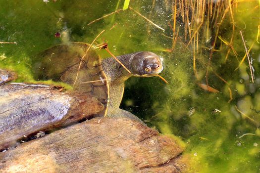 Murray Turtle - Australian Native found along the River Murray - Emydura macquarii