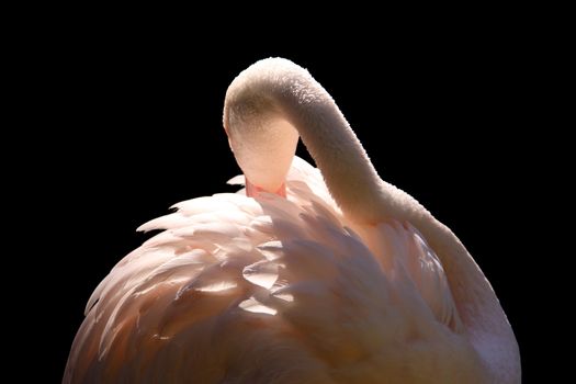 Greater Flamingo grooming - Phoenicopterus ruber roseus - Isolated on Black