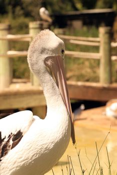 Australian Pelican - Pelecanus Conspicillatus