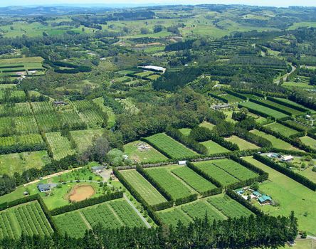 Aerial view of Vineyards and Rural Farms. Northland, New Zealand