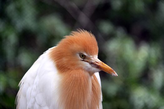 Eastern Cattle Egret in Breeding Season Plumage - ardea ibis coromanda