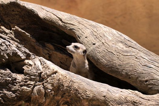 Meerkat Suricate - Suricata Suricatta - keeping watch from inside a wooden log