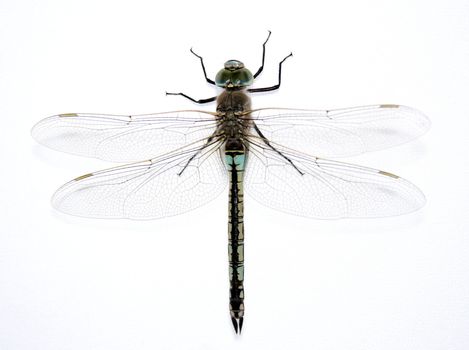 Dragonfly on the gray background 2