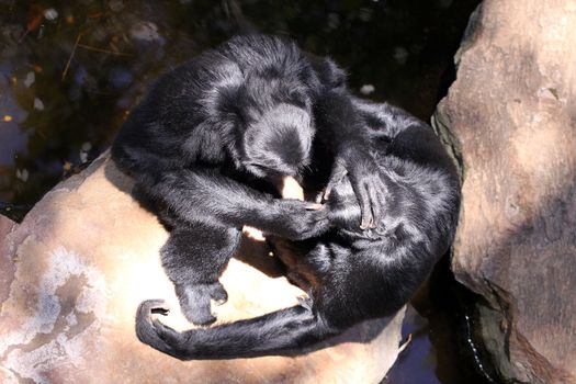 Aerial View of Two Siamangs Grooming on Rocks - Hylobates syndactylus