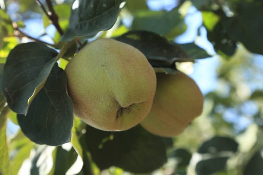 Two immature quinces (Cydonia oblonga) in a tree. 