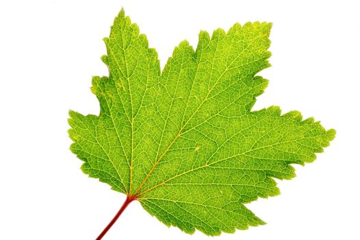 Green leaf with clearly expressed texture on the white background