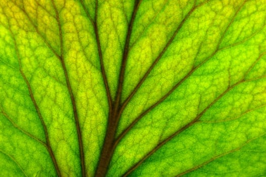 Close-up of the texture of the green leaf