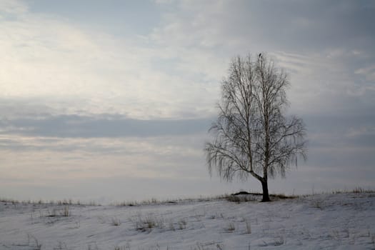winter landscape with a solitary birch tree and a bird