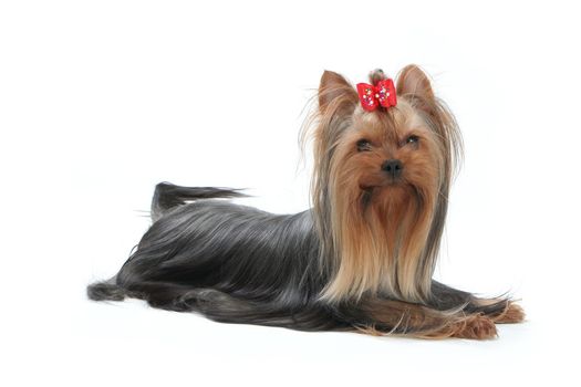 Yorkshire Terrier dog with a bow on her head