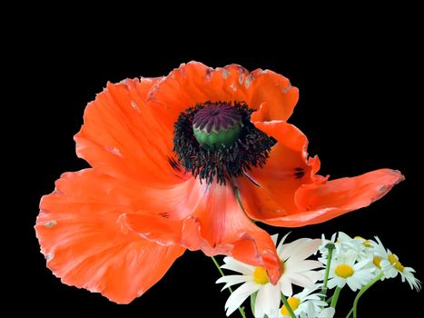 Red poppy and camomiles
