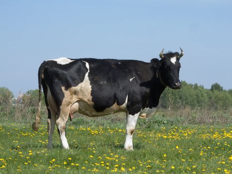 The black and white cow on a summer meadow 