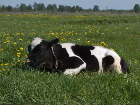 The black and white cow on a summer meadow 