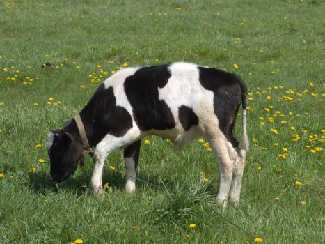 The black and white cow on a summer meadow 