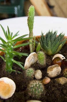 Different sort of cactus in mini rock-garden