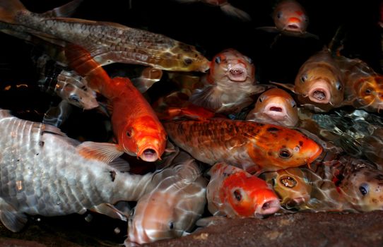 Koi fish lips,humorous view of koi fish lips, shallow depth of field.