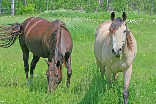 Two horses grazing in the green pasture