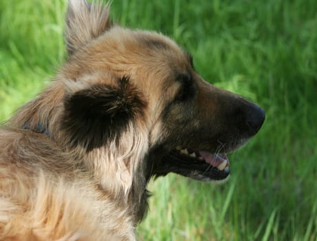 Young collie shepherd mix dog