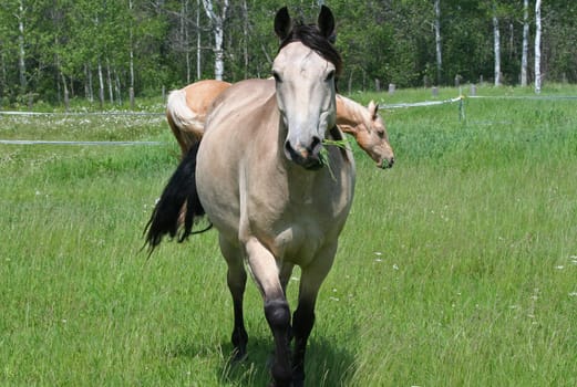 Two Horses feeding out in green pasture