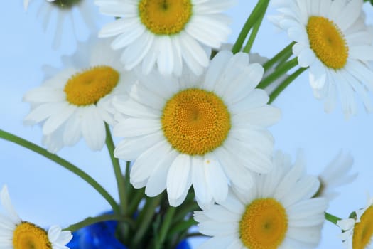 Bouquet of white daisies