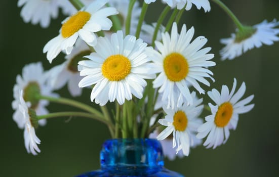 Bouquet of white daisies