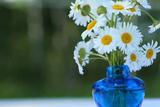 Bouquet of white daisies