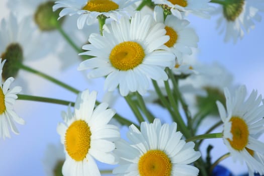 Bouquet of white daisies