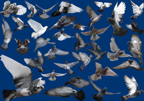 Pigeons flight